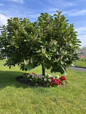 a tree in the middle of a field with flowers at Cunninghame 4 in Beith