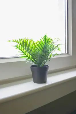 a potted plant sitting on a window sill at Andrew House in Bathgate