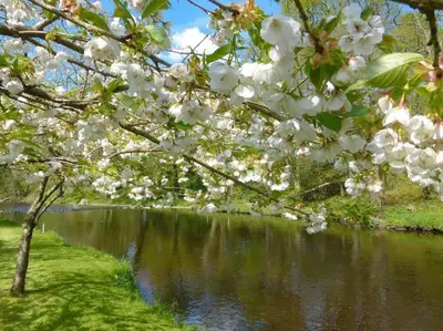 a tree with white flowers next to a river at Country Cottage on Private Estate in Minishant