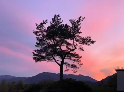 a tree in a field with a sunset in the background at 1 Bedroom Cabin with Mountain & Loch Views - Quiet Location between Glencoe & Ben Nevis in Corran