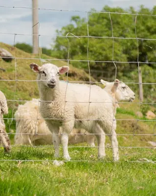 two sheep standing next to a wire fence at Countryside Farm Pod on Isle of Seil - B in Balvicar