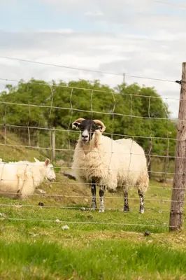 two sheep standing behind a fence in a field at Countryside Farm Pod on Isle of Seil - B in Balvicar