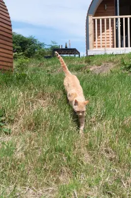a cat walking in the grass in a field at Countryside Farm Pod on Isle of Seil - B in Balvicar