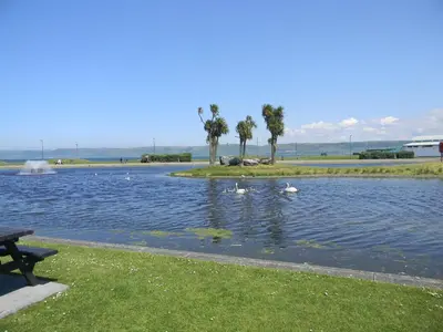 a pond with swans and ducks in the water at Harbour Lights Guesthouse in Stranraer