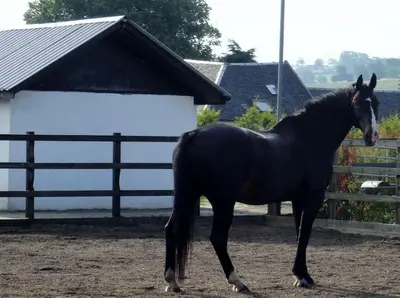 a black horse standing next to a fence at WestLaigh Central Scotland with outdoor BBQ Hut, pets welcome in Strathaven