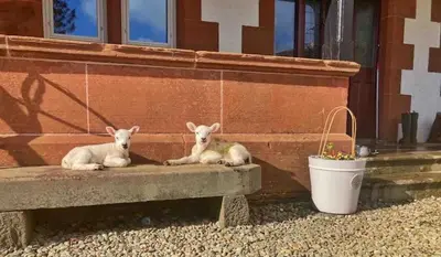 two lambs laying on a bench next to a building at Wagtail Cottage in Kilmartin