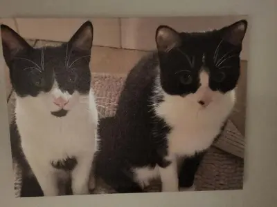 two black and white cats sitting in front of a mirror at Gadsby manor in Drumchapel