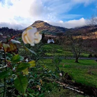 a flower in a field with a mountain in the background at Sachsblick in Lochgoilhead