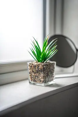 a plant in a glass vase sitting on a counter at Caledonia Apartment in South Cobbinshaw