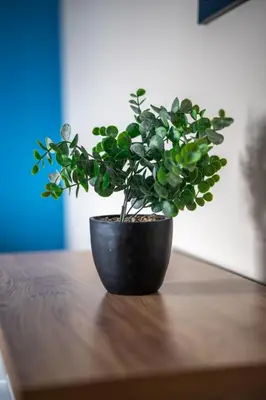 a potted plant sitting on top of a table at Castlefern House in Rutherglen