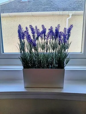 a pot of purple flowers sitting on a window sill at The Bunker, Golf Cottage in Prestwick