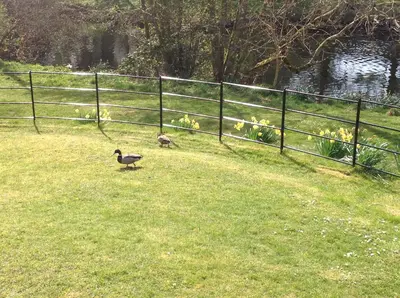 two ducks standing in a field next to a fence at Lovely Riverside Holiday Home in Callander