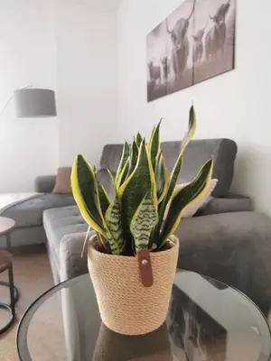 a plant sitting on a glass table in a living room at Stevenson Apartment in Oban City in Oban