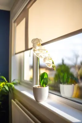 a white flower sitting on a window sill at Camps Rigg Place in Livingston