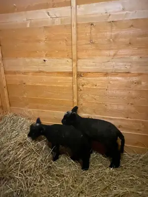 two black lambs laying on hay in a barn at North Lodge Holiday Home, Hot Tub & Sauna in Carnwath