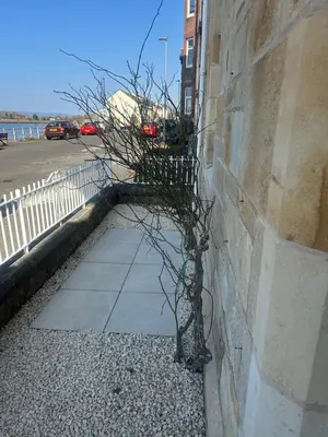 a tree on the side of a wall at Bay View Cottage in Fairlie