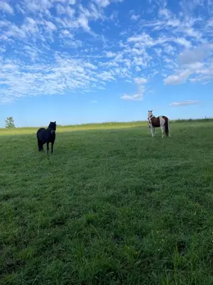 three horses standing in a field of grass at Quaint Oxfordshire cottage on a peaceful farm in Moffat