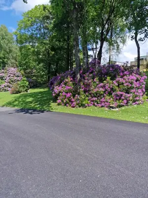 a garden with purple flowers on the side of a road at Forest Valley Holiday Home in Ballantrae