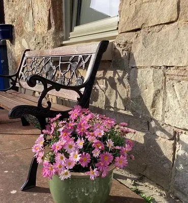 a pot of flowers sitting next to a bench at Cottage in Mid Calder Village near Edinburgh in Mid Calder