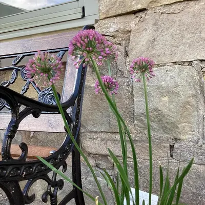 a bunch of pink flowers sitting on a bench at Cottage in Mid Calder Village near Edinburgh in Mid Calder