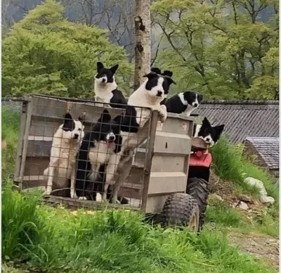 a group of cats sitting on top of a cage at The Bothy, Callander in Callander
