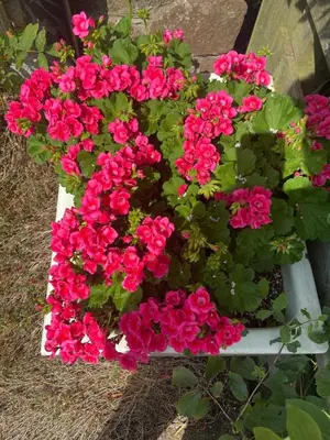 a bunch of red flowers in a white flower pot at Loch Leven Loft in Milnathort