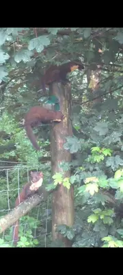 a monkey sitting on top of a tree at Squirrels Wood Lodge, nr Glencoe, dog friendly in Acharra