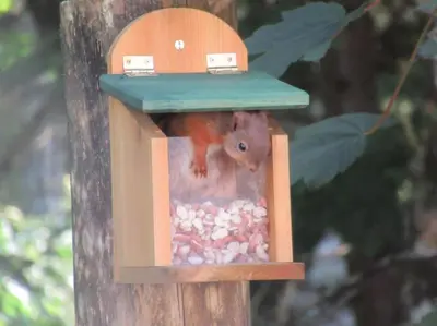 a squirrel in a bird feeder on a tree at Squirrels Wood Lodge, nr Glencoe, dog friendly in Acharra