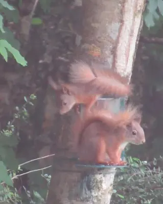 two squirrels are sitting in a bird feeder on a tree at Squirrels Wood Lodge, nr Glencoe, dog friendly in Acharra