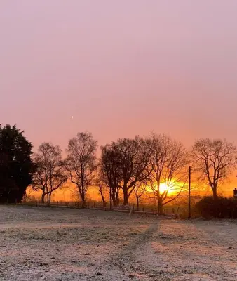 a group of trees in a field at sunset at Tan Y Bedw Barn in Moffat