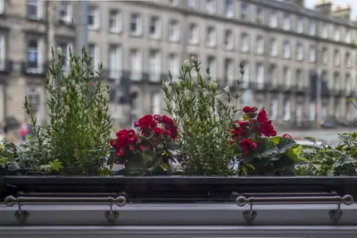 a group of flowers sitting in a window sill at Haymarket Apartments in Edinburgh