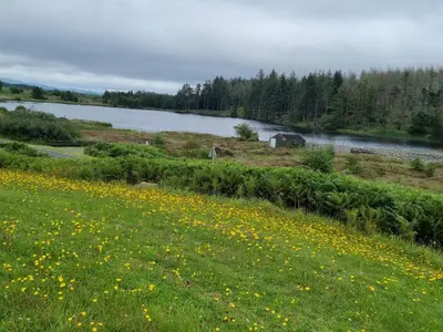 a field of yellow flowers next to a river at The Coo Shed 94 in Newton Stewart