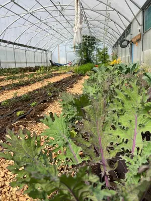 a greenhouse filled with lots of green plants at Tiny home on an organic croft, Isle of Arran in Kildonan