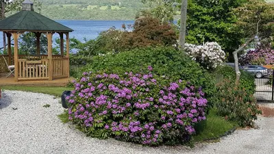 a garden with purple flowers and a gazebo at Bruach Lodge in Balloch