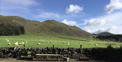 a herd of sheep grazing in a green field at Wood Cottage in Peebles