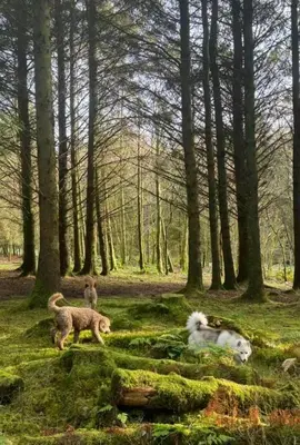a group of dogs running in the woods at Relaxing 5-star farm stay sleeps 20 with spa! in Kirk of Shotts