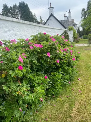 a bush filled with pink flowers next to a white wall at Fordie South Cottage in Comrie