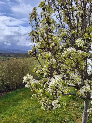 a tree with white flowers on it in a field at Fordie West Cottage in Comrie