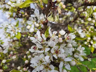 a bunch of white flowers on a tree at Fordie East Cottage in Comrie