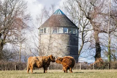 two cows standing in a field in front of a silo at Retreat to the Water Tower in Queensferry