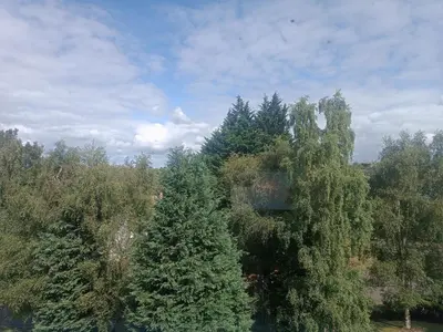 an overhead view of trees in a forest at Modern Three-Bedroom Apartment in Leafy West End with Private Parking in Glasgow