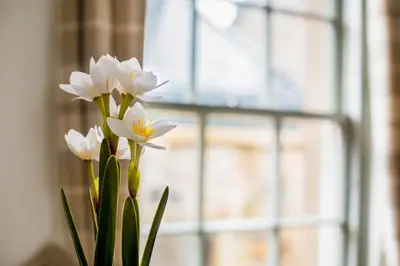 a vase with white flowers in front of a window at Grassmarket Apartment in Edinburgh
