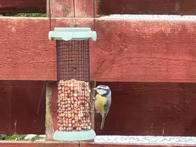 a bird is eating out of a bird feeder at Tickety-Boo Luss Loch Lomond in Luss