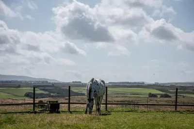 a horse grazing in a field next to a fence at Pentland Shepherd Huts in Penicuik