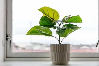 a plant in a vase on a window sill at Weaver Suite - Donnini Apartments in Ayr