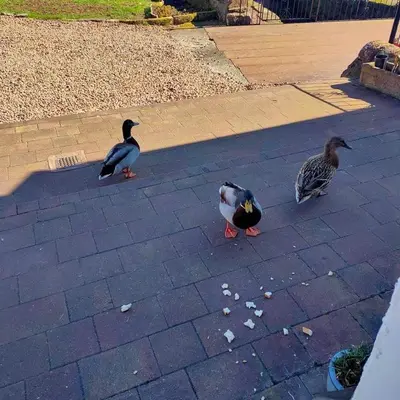 three ducks are walking on a brick sidewalk at The Old Smiddy Cottage and Apartment in Balloch