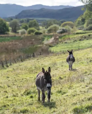 two donkeys walking in a field of grass at Woodcock Lodge in Kilmichael Glassary