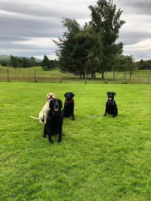a group of four dogs sitting in the grass at Whitemoss Lodge in Dunning