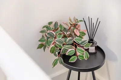 a black table with a potted plant on it at Stone Street Modern 3-Bed for Groups & Families in Broughton