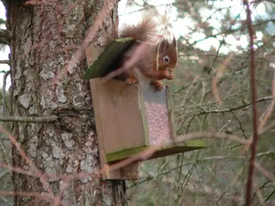 a squirrel is sitting in a bird feeder on a tree at Burn Cottage - A Secluded Highland Retreat For Two in Fortingall
